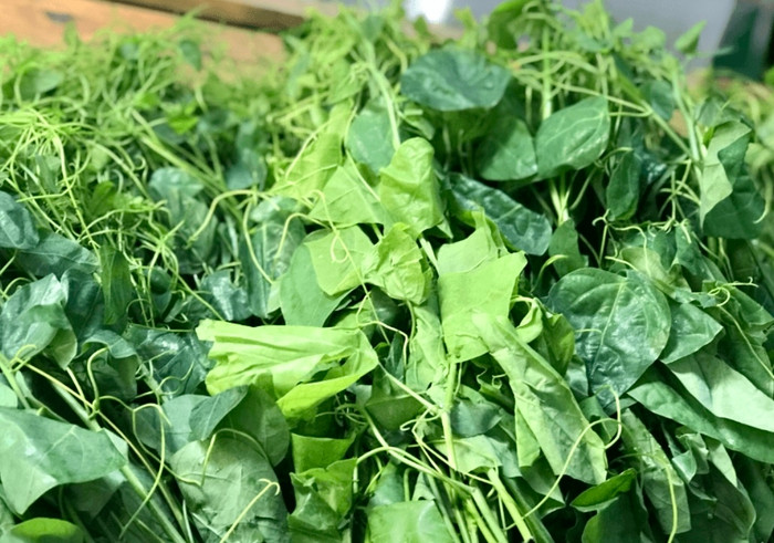 Rau bò khai - loại au rừng có mùi 'khai nồng' Bắc Kạn.