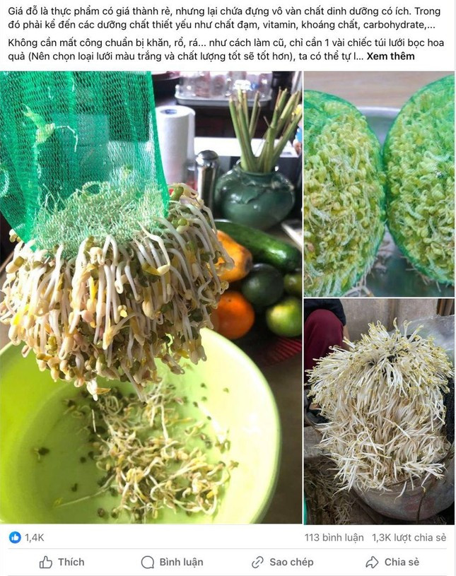 Nhiều chị em 'khoe' thành quả làm giá đỗ tại nhà. Ảnh: MXH