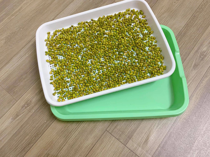 Vớt hạt đỗ ra khỏi nước ngâm, rải đều hạt vào khay, tránh để hạt bị chồng chéo lên nhau. Ảnh: Dân trí