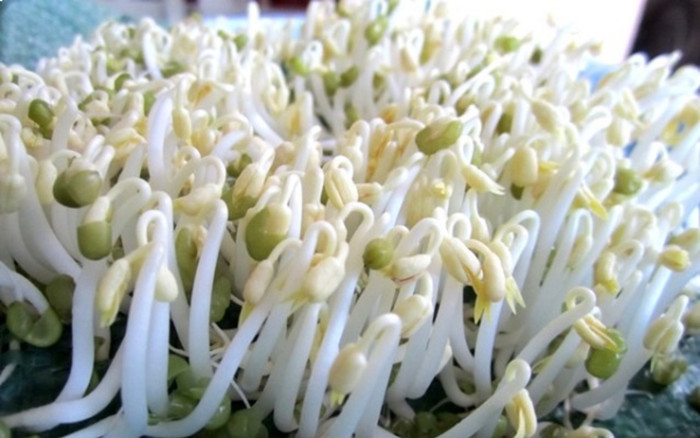 Tự làm giá đỗ tại nhà ngon, an toàn, tiết kiệm chỉ với vài bước đơn giản Ảnh 2