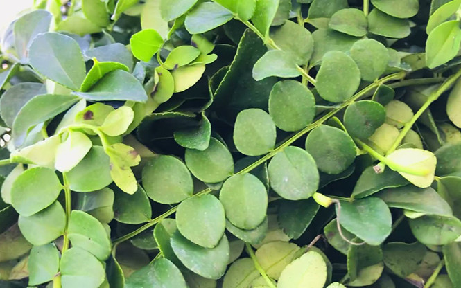 Cây dại ở bờ bụi có tên lạ, nay thành đặc sản được 