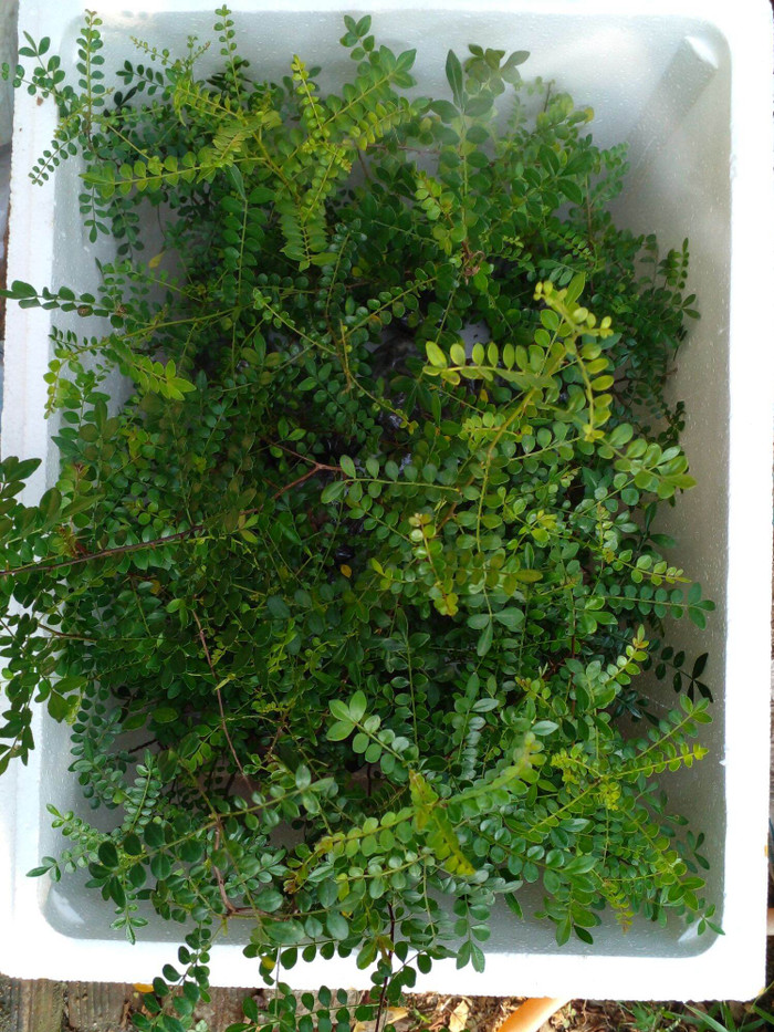 Hiện cây sọ chó được rao bán để người mua đem về trồng.