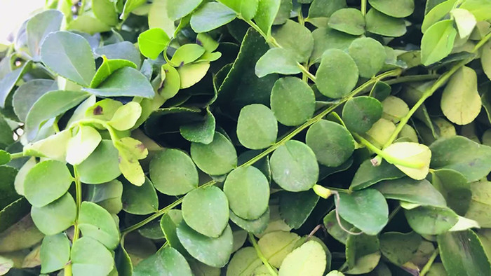 Lá sọ chó có thể dùng để tấm ướp thịt cá.