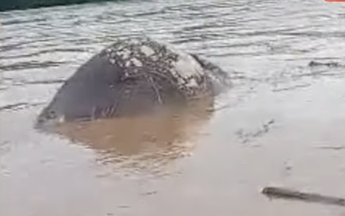 Sau trận lũ lớn, xuất hiện thứ khổng lồ trôi dạt trên sông khiến dân làng xôn xao Ảnh 2