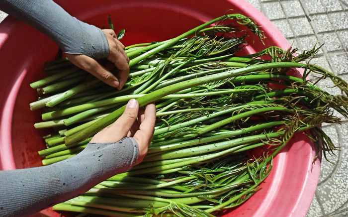Loại rau dại xưa mọc đầy, giờ thành đặc sản được nhà hàng ưa chuộng, 50.000 đồng/kg Ảnh 2