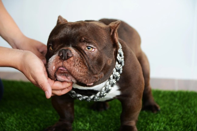 Chú chó mang dáng vẻ hầm hố, vai, chân cơ bắp nhưng lại hiền lành và thân thiện. 