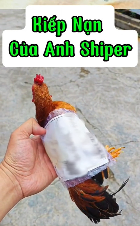 Pha giao gà chấn động.