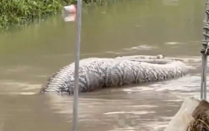 Đụng độ trăn khổng lồ, nhiều người kinh sợ khi phát hiện thứ nó đã nuốt Ảnh 2