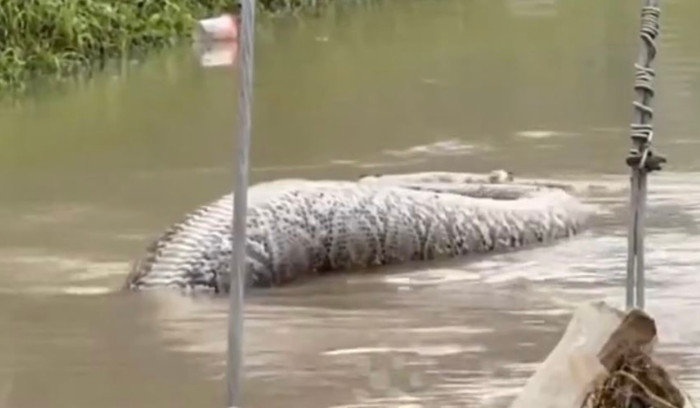 Phát hiện trăn khổng lồ bụng phình to trôi giữa dòng nước xiết.