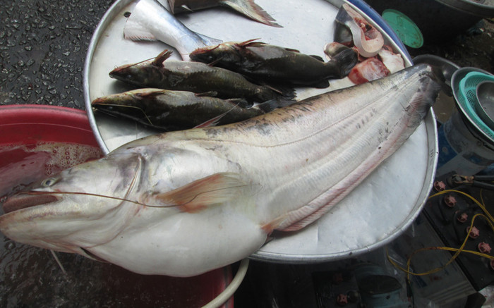 Loại cá kỳ lạ xưa ít ai biết, nay thành đặc sản muốn ăn phải đặt trước, 450.000 đồng/kg Ảnh 2