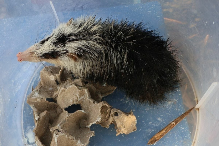 Đi câu cá, người phụ nữ bắt được con vật ngoại hình kỳ dị, hóa ra là loài thú quý hiếm Ảnh 3