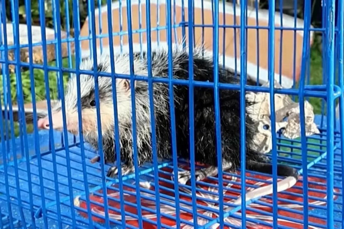 Đi câu cá, người phụ nữ bắt được con vật ngoại hình kỳ dị, hóa ra là loài thú quý hiếm Ảnh 1