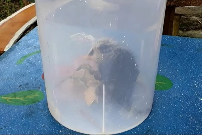 Đi câu cá, người phụ nữ bắt được con vật ngoại hình kỳ dị, hóa ra là loài thú quý hiếm Ảnh 2