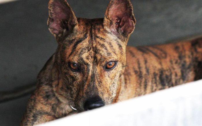 Giống chó là quốc khuyển của Việt Nam, lọt top đắt nhất thế giới vì thông minh hiếm có Ảnh 2