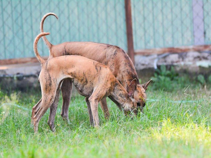Giống chó này có đặc điểm vô cùng lạ.