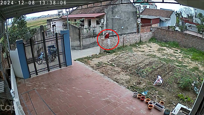 Anh shipper trèo tường vào trong sân nhà để giao hàng.