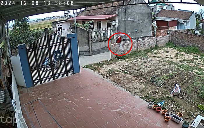 Chủ nhà bất ngờ trước pha xử lý cồng kềnh của anh shipper qua camera an ninh Ảnh 2