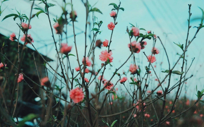 Mùng 2 Tết, thời tiết miền Bắc diễn biến thế nào? Ảnh 2