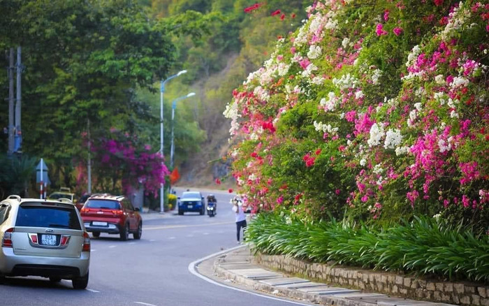Đẹp ngẩn ngơ sắc hoa giấy tô điểm cho cung đường đèo Lương Sơn Nha Trang Ảnh 2