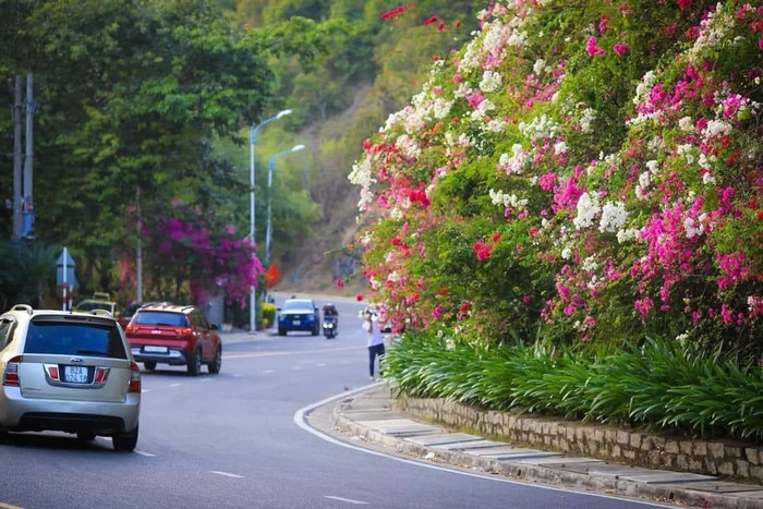 Giàn hoa giấy với màu sắc bắt mắt tô điểm cho cung đèo. Ảnh: Quốc Bảo/Fanpage Khánh Hòa