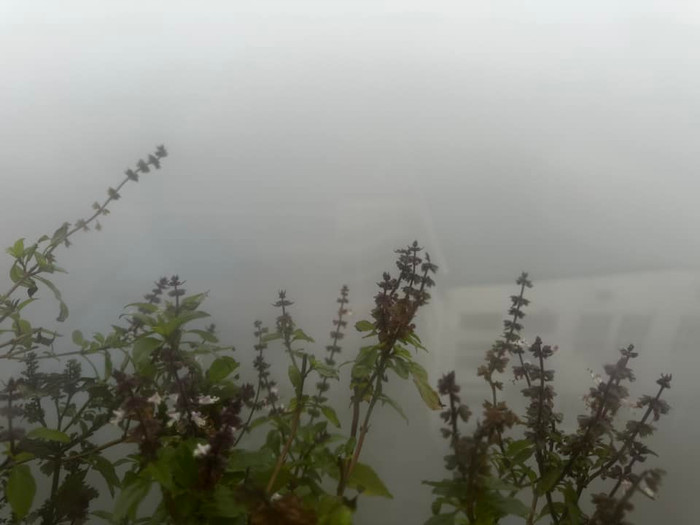 Sương mù đặc kín khiến tầm nhìn giảm 