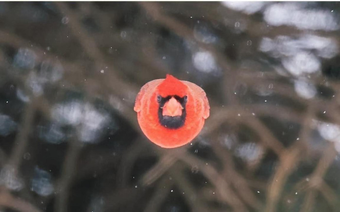 Khoảnh khắc hiếm gặp: Chú chim bay thẳng về phía máy ảnh tạo nên bức ảnh có 1-0-2 Ảnh 2