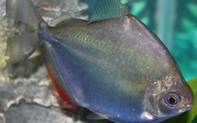 Cá rất tốt cho sức khỏe, nhưng 5 loại này thèm mấy cũng không nên ăn nhiều Ảnh 2