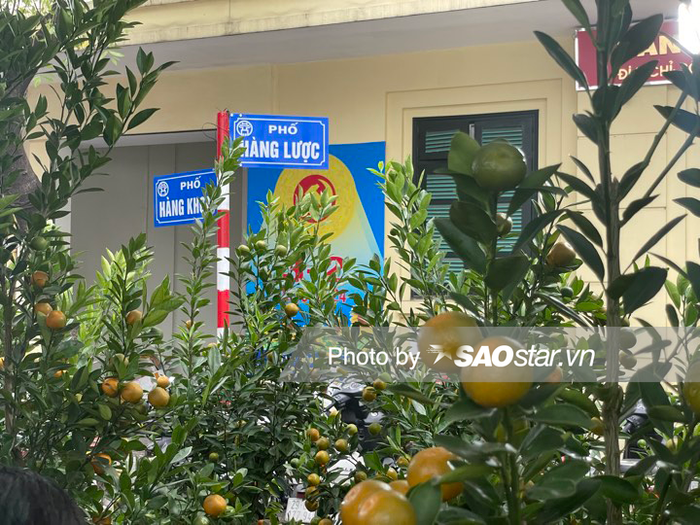 Chợ hoa Hàng Lược là điểm đến đông đúc dịp cận Tết Nguyên Đán 