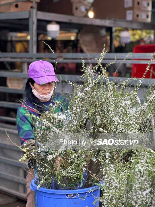 Chị Khách (47 tuổi) - chủ gian hàng hoa tại chợ Quảng An cho biết năm này nhiều người thích chơi tuyết mai. Mỗi bó tuyết mai lớn chị bán giá 170.000, còn tuyết mai hồng thì rẻ hơn. 'Chị nhập tuyết mai về đây bán đã được 1 tháng, 29 - 30 vẫn bán, hết hoa mới nghỉ Tết.', tiểu thương tâm sự. 
