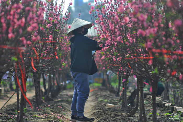 Vườn đào Nhật Tân trổ sắc hồng rực những ngày cận Tết (Ảnh: Doãn Bách) 