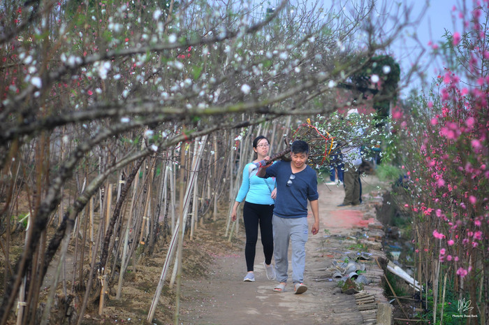 Nhiều người dân Thu đô hối hả đi chọn đào về trang trí. (Ảnh: Doãn Bách) 