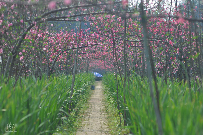 Đào huyền năm nay khá được ưa chuộng, mức giá dao động của loại hoa này khoảng từ 300.000 đồng - 2 triệu đồng. 