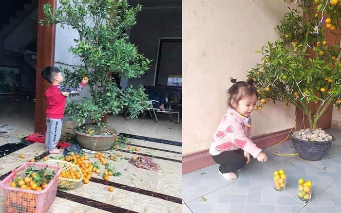 7749 kiếp nạn đào quất, chưa kịp chơi Tết đã 'toang' Ảnh 2