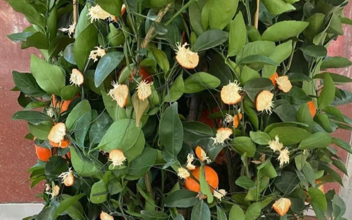 Cháu yêu về thăm ông bà ngoại và 'kiếp nạn' của cây quất ngày 28 Tết Ảnh 2