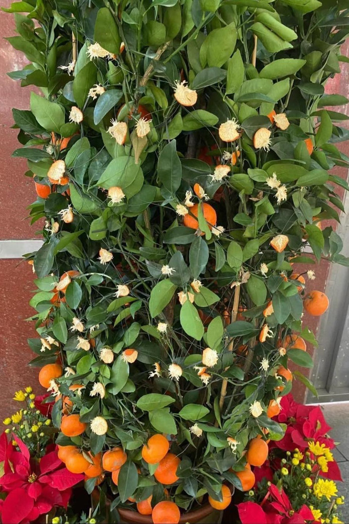 'Kiếp nạn' của cây quất khi cháu đến chơi với ông bà ngoại. (Ảnh MXH).