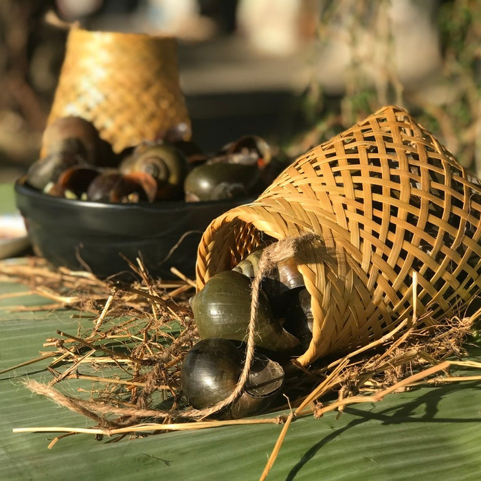 Ốc lác treo giỏ trong bếp củi nóng để làm chín