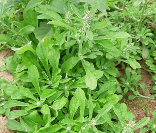 Rau khúc có 2 loại: khúc nếp và khúc tẻ