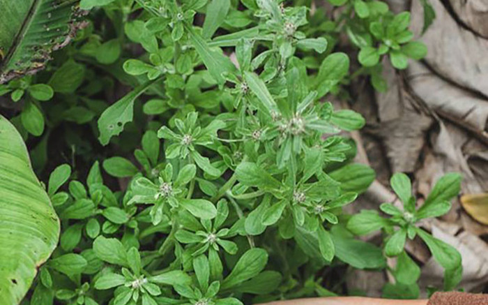 Loại rau xưa có đầy cho gà ăn, giờ thành đặc sản được chị em nội trợ ưa chuộng, 90.000 đồng/kg Ảnh 2