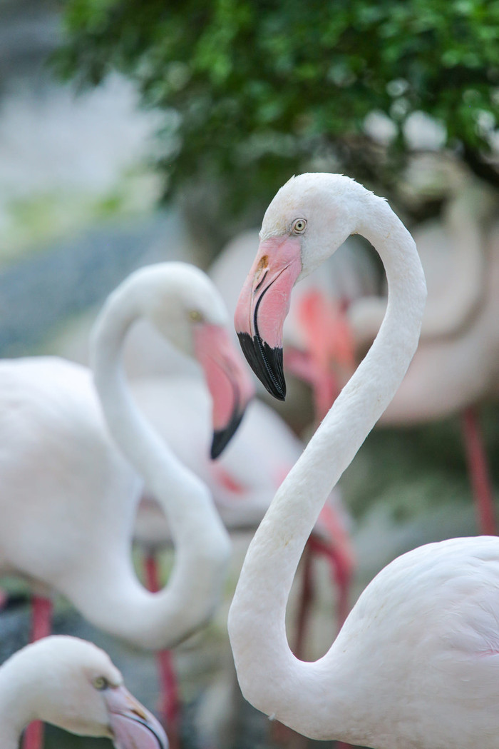 Đến Thảo cầm viên Sài Gòn, bạn tha hồ rinh về những tấm hình đẹp mắt.