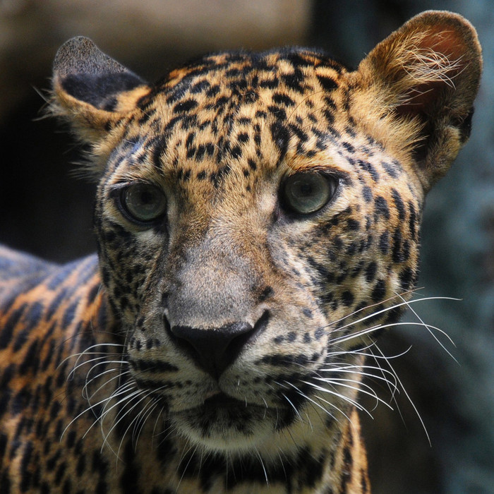 Thảo cầm viên đang nuôi dưỡng các loại thú quý hiếm.