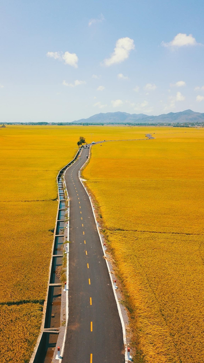 Được biết, con đường nhựa băng qua cánh đồng lúa dài 2,3 km, tổng chi phí 10,3 tỷ đồng, vừa hoàn thành trước Tết Giáp Thìn.