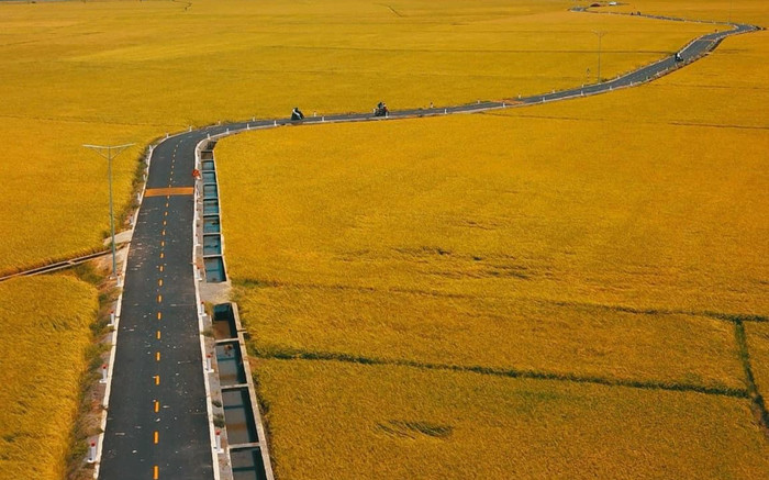 Đẹp ngất ngây cánh đồng đang vào mùa lúa chín ở Bà Rịa - Vũng Tàu Ảnh 2