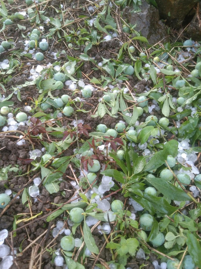 Ảnh: Hàng Của Phakhen