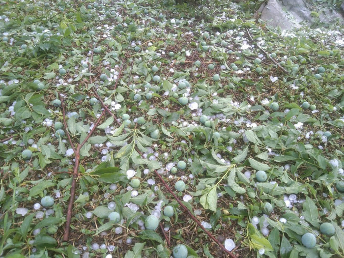 Ảnh: Hàng Của Phakhen