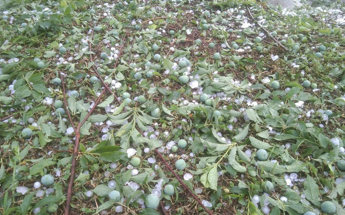 Xót xa cảnh mận Sơn La rụng tả tơi khi chưa kịp chín do mưa đá Ảnh 2