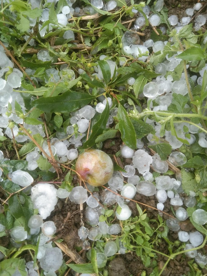 Ảnh: Hàng Của Phakhen