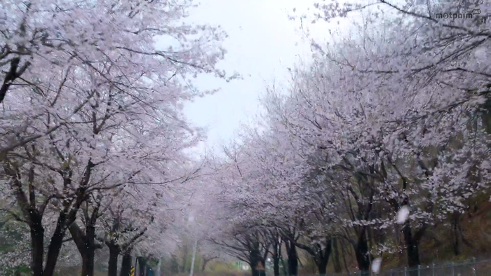 Khiến nhiều người liên tưởng ngay đến cảnh quay trong bộ phim Cô đi mà lấy chồng tôi. 