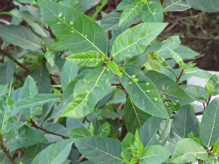 Lá sung có nhiều công dụng tốt cho sức khỏe