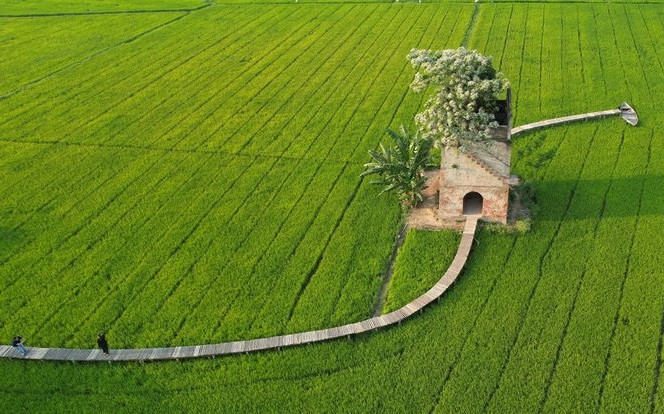 Đẹp ngơ ngẩn lò gạch cũ nằm 'đơn độc' giữa cánh đồng xanh mướt ở Hội An Ảnh 2