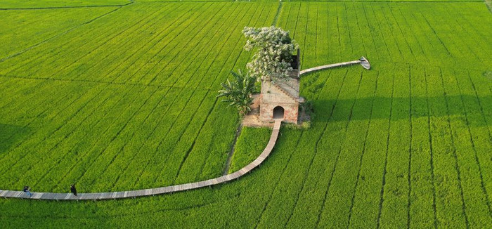 Đẹp ngơ ngẩn lò gạch cũ nằm 'đơn độc' giữa cánh đồng xanh mướt ở Hội An Ảnh 2